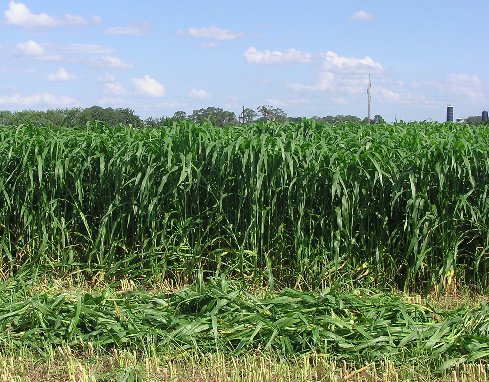 Graze It Sorghum Sudangrass